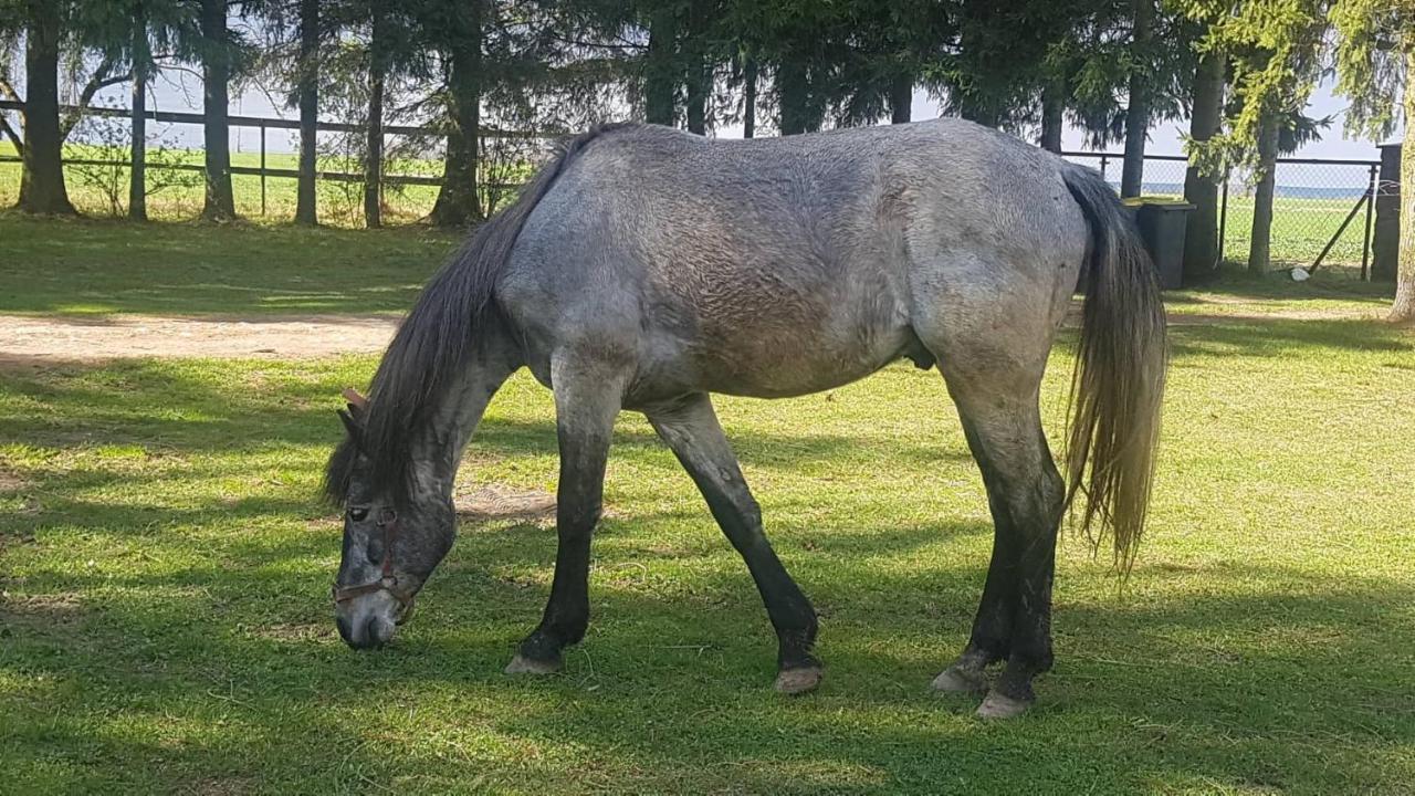 Kurnik Polski Agroturystyka Тикочин Екстериор снимка
